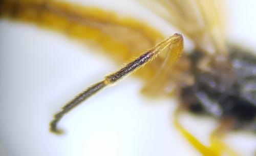 Beris vallata